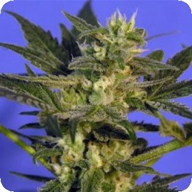 K C45  Regular  Cannabis  Seeds