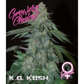 K O  Kush  Feminised  Cannabis  Seeds