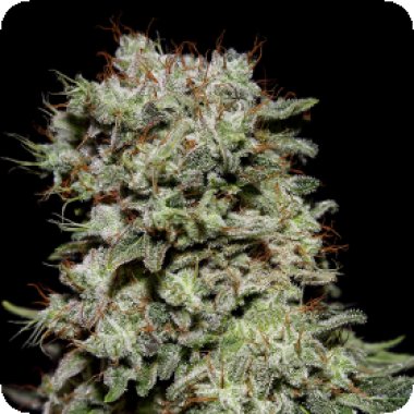 Kalashnikova  Feminised  Cannabis  Seeds 0
