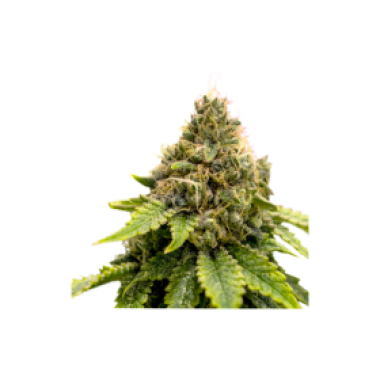 Karels  Dank  Regular  Cannabis  Seeds