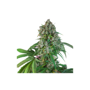 Karels  Herer  Haze  Feminised  Cannabis  Seeds 0