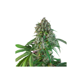 Karels  Herer  Haze  Regular  Cannabis  Seeds