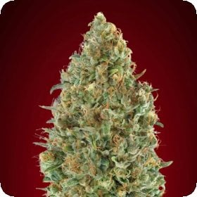 Kaya 47  Auto  Flowering  Cannabis  Seeds 0