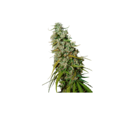 Kees  Old  School  Haze  Regular  Cannabis  Seeds 0