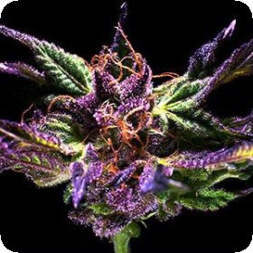 Kens Original G D P Grand Daddy Purple Feminised Cannabis  Seeds