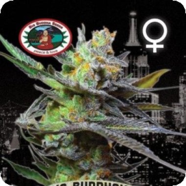 King  Kong  Feminised  Cannabis  Seeds 0