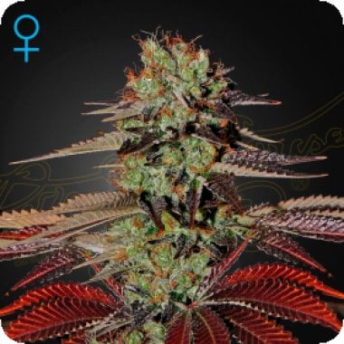 Kings  Kush  Auto  Flowering  Cannabis  Seeds 0