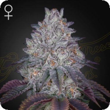 Kings  Tart  Feminised  Cannabis  Seeds 0