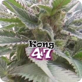 Kong 47  Feminised  Cannabis  Seeds 0