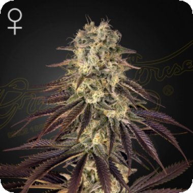 Kongs  Krush  Feminised  Cannabis  Seeds