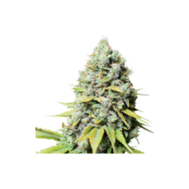 Kosher  Haze  Feminised  Cannabis  Seeds 0