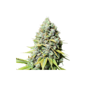 Kosher  Haze  Regular  Cannabis  Seeds