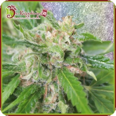 Kripplicious  Feminised  Cannabis  Seeds 0