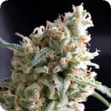 Kukulkan  Feminised  Cannabis  Seeds 0