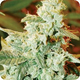 Kush  Fromage  Auto  Flowering  Cannabis  Seeds