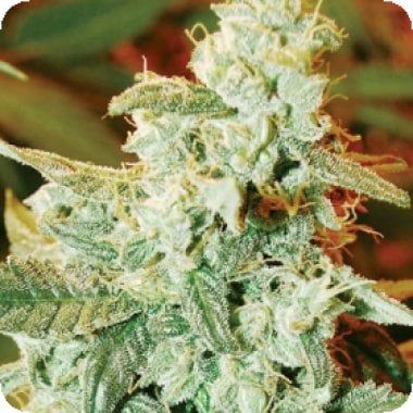 Kush  Fromage  Auto  Regular  Cannabis  Seeds