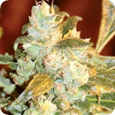 Kush  Fromage  Feminised  Cannabis  Seeds