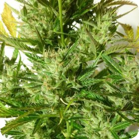 Kush  Van  Stitch  Regular  Cannabis  Seeds 0