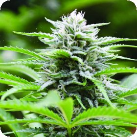Kushhead 707  Feminised  Cannabis  Seeds