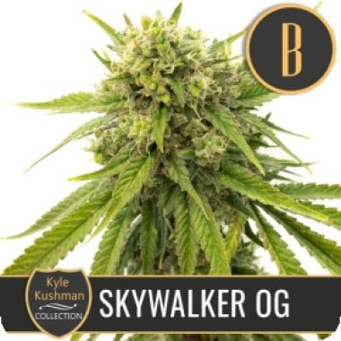 Kyle Kushmans Skywalker O G Feminised Cannabis Seeds 0