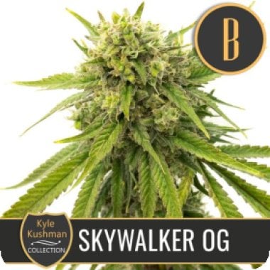 Kyle  Kushmans  Skywalker  O G  Feminised  Cannabis  Seeds 0