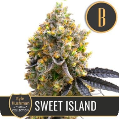 Kyle Kushmans Sweet Island Feminised Cannabis Seeds