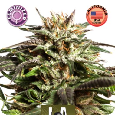 L A  Widow  Feminised  Cannabis  Seeds