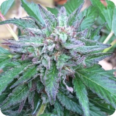 L I M I T E D  E D I T I O N  Early  Bubba  Regular  Cannabis  Seeds 0