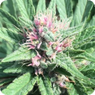 L I M I T E D  E D I T I O N  Erd Purt  X  P C K  Regular  Cannabis  Seeds 0