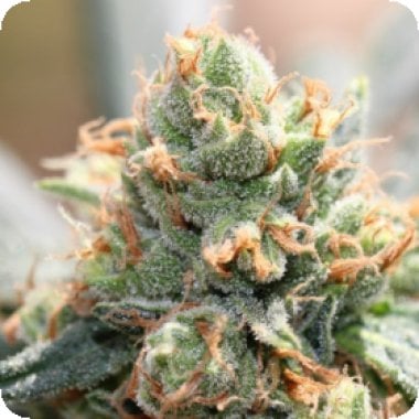 L I M I T E D  E D I T I O N  Hash Tonic  Feminised  Cannabis  Seeds