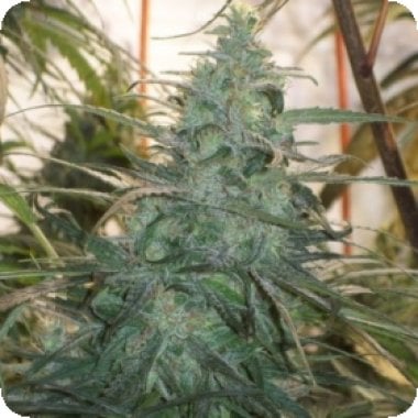 L I M I T E D  E D I T I O N  Mountain  Gold  Regular  Cannabis  Seeds 0