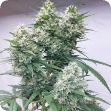 L I M I T E D  E D I T I O N  Zenith  Feminised  Cannabis  Seeds 0