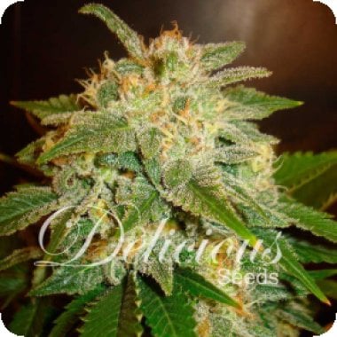 La Bella Afrodita Feminised Cannabis Seeds 0