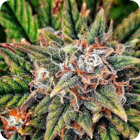 Lady  Luck  Auto  Flowering  Cannabis  Seeds 0