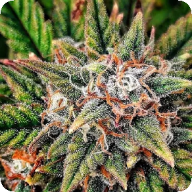 Lady  Luck  Auto  Flowering  Cannabis  Seeds 0