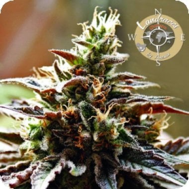 Landrace  Collection  Congo  Feminised  Cannabis  Seeds