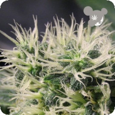 Landrace  Collection  Copacobana  Feminised  Cannabis  Seeds