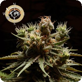 Landrace  Collection  Pure  Durban  Feminised  Cannabis  Seeds 0