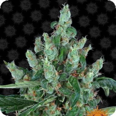 Laughing Buddha Barneys Farm Cannabis  Seeds