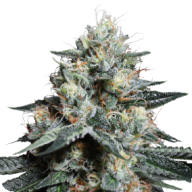 Lava  Freeze  Feminised  Cannabis  Seeds 0