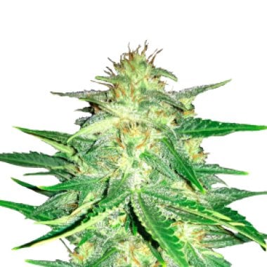 Lemon  A K  Auto  Feminised  Cannabis  Seeds