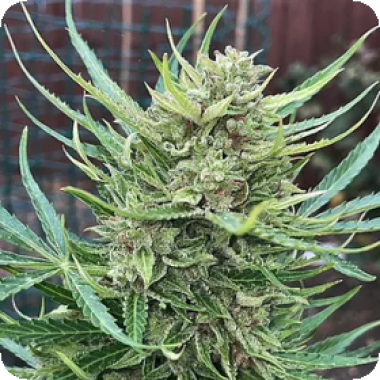 Lemon  Biscotti  Auto  Flowering  Cannabis  Seeds