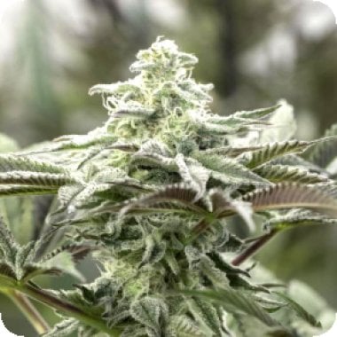 Lemon Citron Feminised Cannabis Seeds