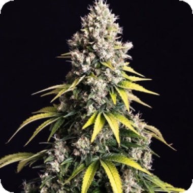 Lemon  Cream  Kush  Feminised  Cannabis  Seeds 0