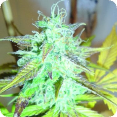 Lemon  Haze  Auto  Flowering  Cannabis  Seeds 2