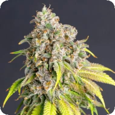 Lemon  Haze  Original  Feminised  Cannabis  Seeds