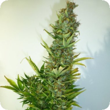 Lemon  Haze  Regular  Cannabis  Seeds 0