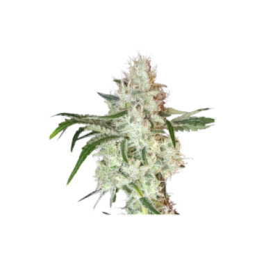 Lemon  O G  Feminised  Cannabis  Seeds 0