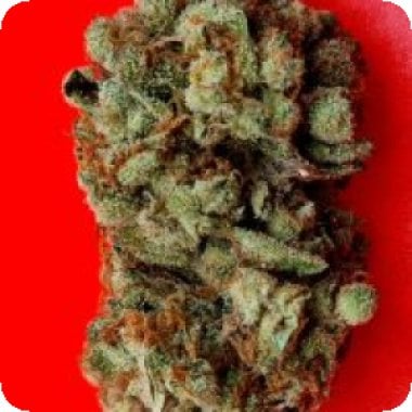 Lemon  Sherbet  Feminised  Cannabis  Seeds