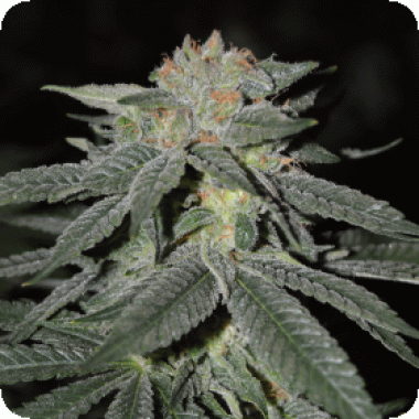 Lemon Venom Feminised Cannabis Seeds 0